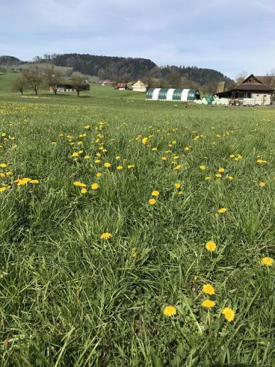 Zaghafter Frühling