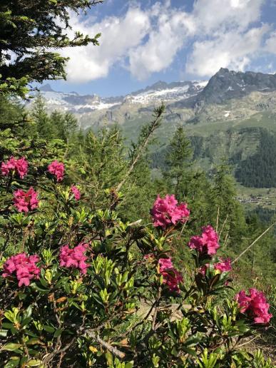 Alpenrosen