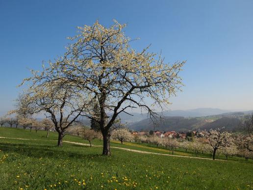 Basselland